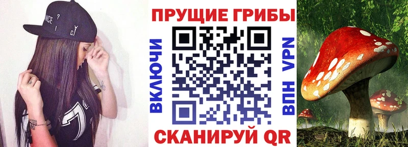 Галлюциногенные грибы Psilocybe  как найти закладки  Котельнич 